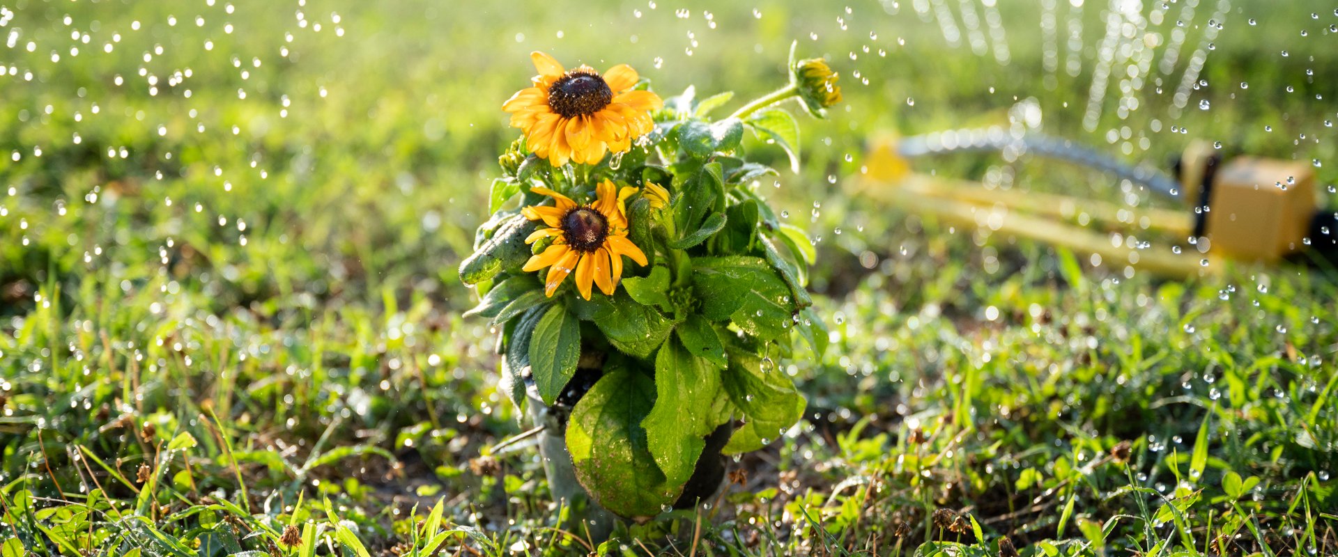 Sunflowers being watered