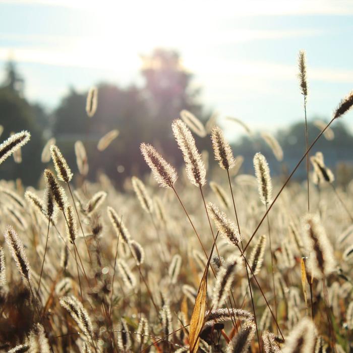 Closeup color photo of meadow grass, with blue sky and late-day sun in the background