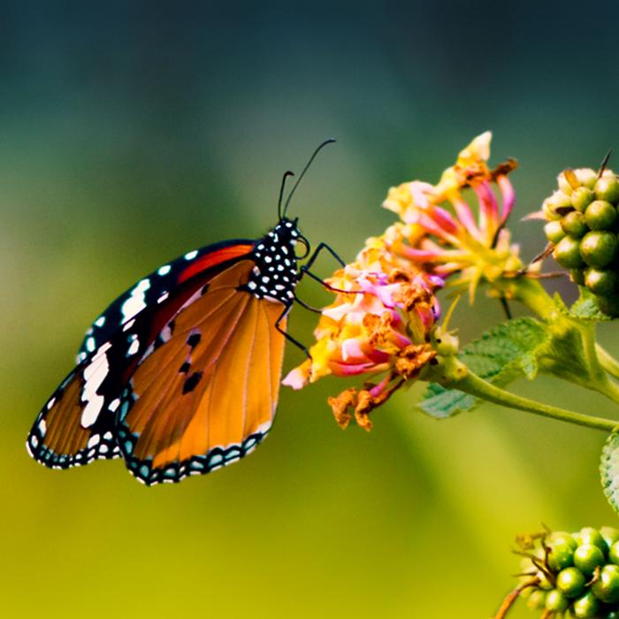 Strive 2 Thrive full-color monarch butterfly resting on a flower