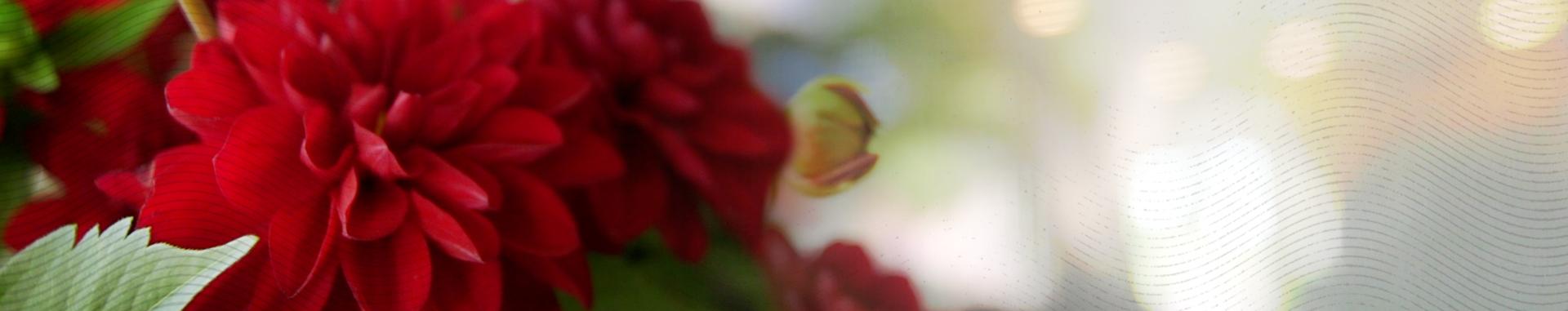Panoramic color closeup image of a red geranium flower, a still from a Co-op Credit Union video