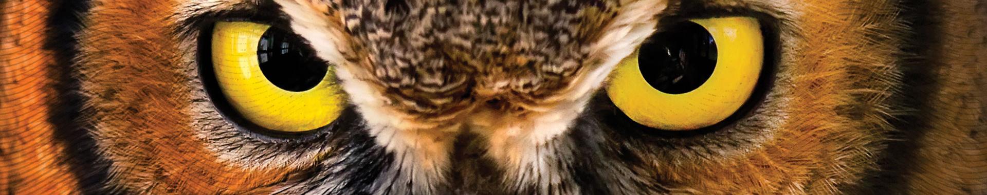 Panoramic color closeup image of an owl's yellow eyes. A horizontal slice of another International Owl Center photo.