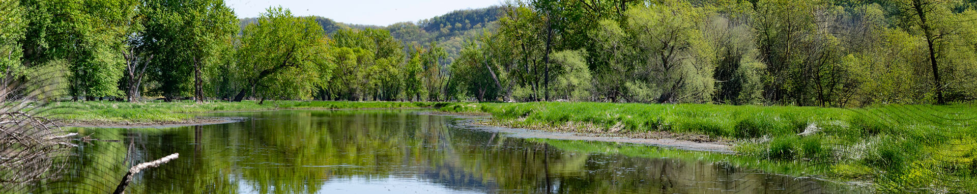 A view of the Mississippi River backwaters