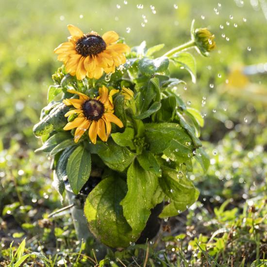 Sunflowers being watered